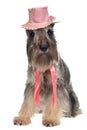 Gentlemen dog with hat and tie Royalty Free Stock Photo