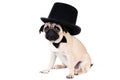 Gentlemen pug dog wearing hat Royalty Free Stock Photo