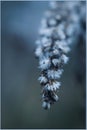 Gentleness in the autumn grasses Royalty Free Stock Photo