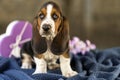 Gently Basset hound puppy