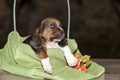 Gently Basset hound puppy