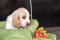Gently Basset hound puppy