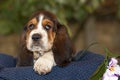 Gently Basset hound puppy