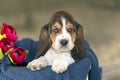 Gently Basset hound puppy