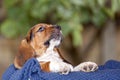 Gently Basset hound puppy sits and looks up Royalty Free Stock Photo