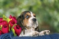 Gently Basset hound puppy sits and looks up Royalty Free Stock Photo