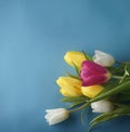 Gently blue background and a bouquet of yellow white pink tulips Royalty Free Stock Photo