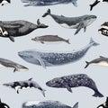 Gently blue Seamles pattern with different whales. Royalty Free Stock Photo
