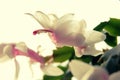 Gently creamy white flower of Christmas Cactus close up Royalty Free Stock Photo