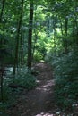 Gently curving hiking trail snaking its way through a forest with a sun bathed section of forest in the distance