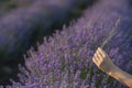 Gently holding lavender