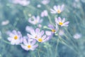 Gently lilac flowers cosmos on a turquoise background in the garden. Royalty Free Stock Photo