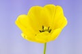 Open Yellow Tulip on Light Purple Gradient Background Royalty Free Stock Photo
