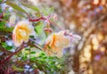 Gently orange begonia hanging plant blooming