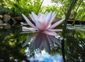 Gently pink beautiful water lily or lotus flower Marliacea Rosea in old pond with big stones. Petals of Nymphaea are reflected alo Royalty Free Stock Photo