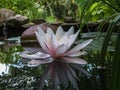 Gently pink beautiful water lily or lotus flower Marliacea Rosea in old pond with big stones. Petals of Nymphaea are reflected alo Royalty Free Stock Photo