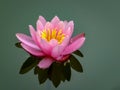 Gently pink beautiful water lily or lotus flower Marliacea Rosea in old pond. Petals of Nymphaea are reflected along with plants i Royalty Free Stock Photo