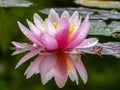 Gently pink beautiful water lily or lotus flower Marliacea Rosea in old pond. Petals of Nymphaea are reflected along with plants i Royalty Free Stock Photo