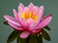 Gently pink beautiful water lily or lotus flower Marliacea Rosea in old pond. Petals of Nymphaea are reflected along with plants Royalty Free Stock Photo