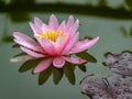 Gently pink beautiful water lily or lotus flower Marliacea Rosea in old pond. Petals of Nymphaea are reflected along with plants i Royalty Free Stock Photo