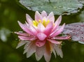 Gently pink beautiful water lily or lotus flower Marliacea Rosea in old pond. Petals of Nymphaea are reflected along with plants i Royalty Free Stock Photo