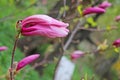 Gently pink buds of Magnolia flowers on the branches of a tree close-up on a spring day Royalty Free Stock Photo