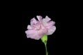 perennial herbaceous plant carnation on a dark background