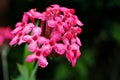 Gently pink flower Daphne cneorum ,Garland flowers in garden with soft selective focus for pretty blurred background ,delicate dre