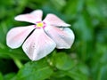 Gently pink flower Periwinkle Madagascar ,Catharanthus roseus  flowering plants in garden with sunlight ,soft selective focus Royalty Free Stock Photo