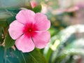 Gently pink flower Periwinkle Madagascar ,Catharanthus roseus  flowering plants in garden with sunlight ,soft selective focus , Royalty Free Stock Photo