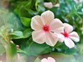 Gently pink flower Periwinkle Madagascar ,Catharanthus roseus  flowering plants in garden with sunlight ,soft selective focus , Royalty Free Stock Photo