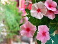 Gently pink flower Periwinkle Madagascar ,Catharanthus roseus  flowering plants in garden with sunlight ,soft selective focus , Royalty Free Stock Photo