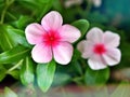 Gently pink flower Periwinkle Madagascar ,Catharanthus roseus  flowering plants in garden with sunlight ,soft selective focus , Royalty Free Stock Photo