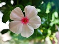 Gently pink flower Periwinkle Madagascar ,Catharanthus roseus  flowering plants in garden with sunlight ,soft selective focus , Royalty Free Stock Photo