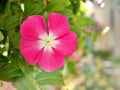 Gently pink flower Periwinkle Madagascar ,Catharanthus roseus  flowering plants in garden with sunlight ,soft selective focus , Royalty Free Stock Photo