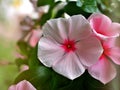 Gently pink flower Periwinkle Madagascar ,Catharanthus roseus  flowering plants in garden with sunlight ,soft selective focus , Royalty Free Stock Photo