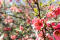 Gently pink flower of a tree in a close-up on a background of bushes Royalty Free Stock Photo