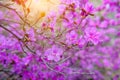 Gently pink flowers close-up, floral background, macro. The shrub is strewn with small purple flowers Royalty Free Stock Photo