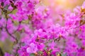 Gently pink flowers close-up, floral background, macro. The shrub is strewn with small purple flowers Royalty Free Stock Photo