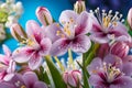 Gently pink flowers in outdoors beautifull spring flowers background Royalty Free Stock Photo
