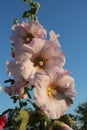 Gently pink hollyhock 1.