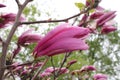 Gently pink buds of Magnolia flowers on the branches of a tree close-up on a spring day Royalty Free Stock Photo