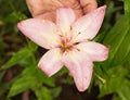 Gently pink lily with drops of water after a rain, close-up, pink lily Royalty Free Stock Photo