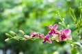 Gently pink orchid in tropical garden. Royalty Free Stock Photo