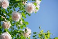 Gently pink roses against blue sky. Rose Garden in the Prague Royalty Free Stock Photo