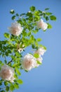 Gently pink roses against blue sky. Rose Garden in the Prague Royalty Free Stock Photo