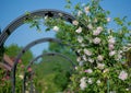 Gently pink roses against blue sky. Rose Garden in the Prague Royalty Free Stock Photo