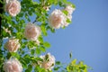 Gently pink roses against blue sky. Rose Garden in the Prague Royalty Free Stock Photo