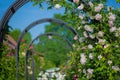 Gently pink roses against blue sky. Rose Garden in the Prague Royalty Free Stock Photo