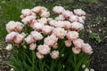 gently pink terry tulips in the garden